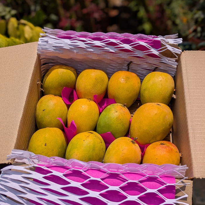 Alphonso Mango