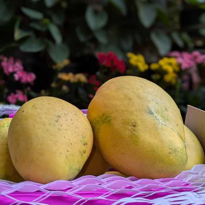Banganapalli Mango